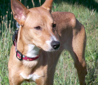 basenji shiba inu