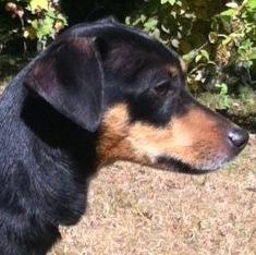 Manchester terrier min pin sales mix