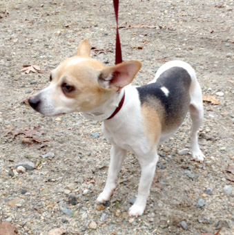 toy fox terrier and chihuahua mix