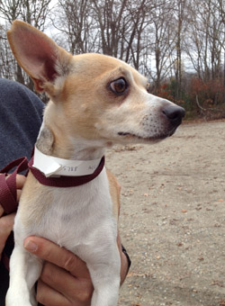 toy fox terrier and chihuahua mix