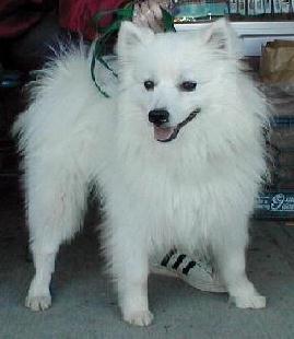 do american eskimo like to cuddle