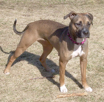 boxer with german shepherd