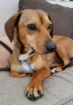 What is a beagle and dachshund mix?