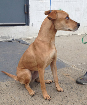 yellow lab whippet mix