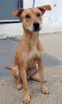 yellow lab whippet mix