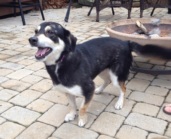 corgi x kelpie