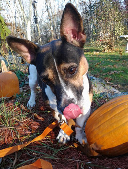 rat terrier dachshund mix rat terrier dachshund mix