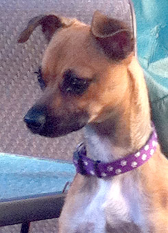 Junior Min Pin Chihuahua Mix