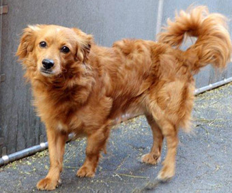 dachshund mixed with a cocker spaniel