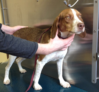 beagle coonhound mix