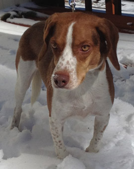 English coonhound shop beagle mix