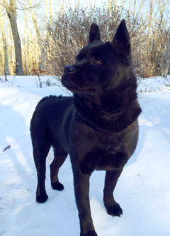 akita chow mix dog