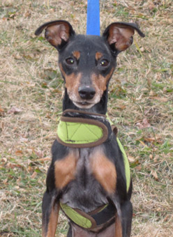 min pin and terrier mix