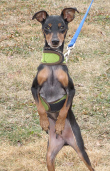 manchester terrier min pin mix