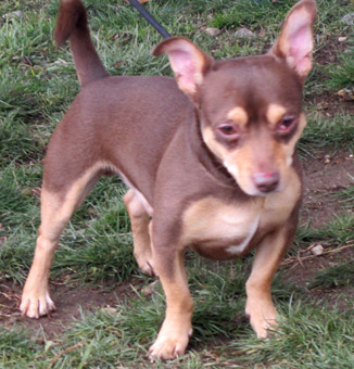 muscular chihuahua