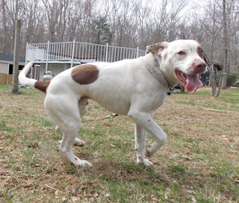 Lukas Brittany Spaniel German Shorthair Pointer Mix