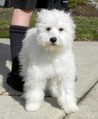 american eskimo poodle