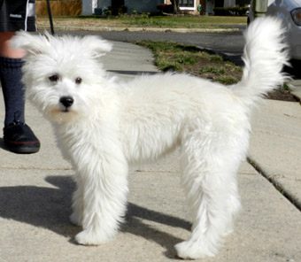 american eskimo poodle