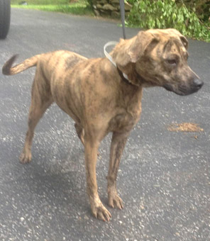 boxer german shepherd lab mix