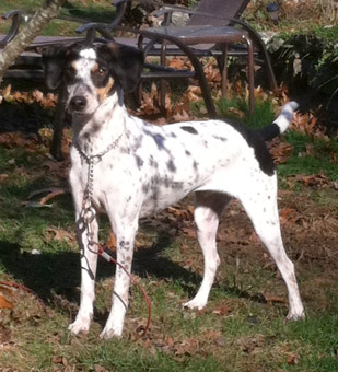 Foxhound black and white cheap