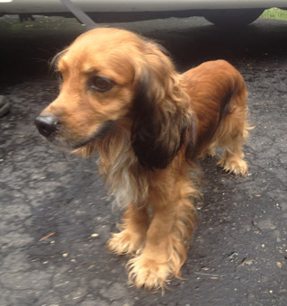 dachshund mixed with a cocker spaniel