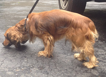 Rolphie Long Haired Dachsund Cocker Spaniel Mix