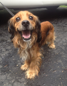 dachshund and cocker spaniel mix