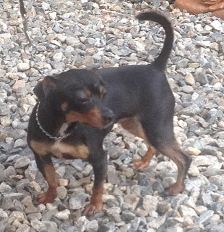do rottweilers white on their chest miniature pinscher do rottweilers white on their chest miniature pinscher
