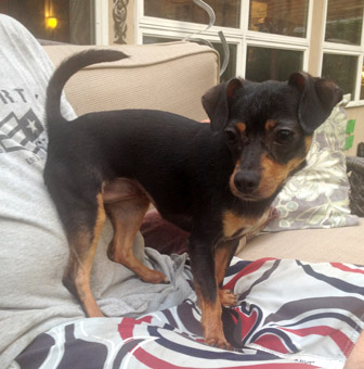 do rottweilers white on their chest miniature pinscher do rottweilers white on their chest miniature pinscher