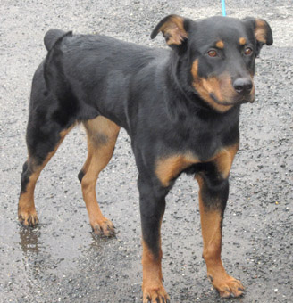 rottweiler doberman mix rottweiler doberman mix www pixshark images galleries with a bite rottweiler doberman mix rottweiler doberman mix www pixshark images galleries with a bite