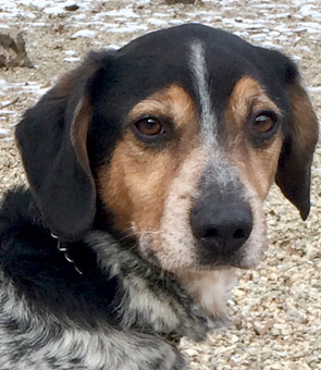 beagle bluetick mix