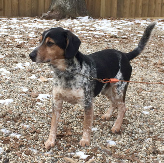 What are some characteristics of bluetick beagles?
