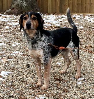 beagle bluetick mix