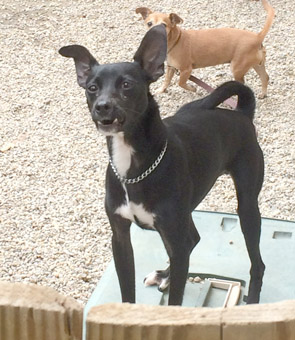 greyhound chihuahua dog