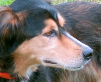 Timmy the Saluki German Shepherd mix