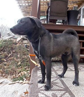 Buhund rescue cheap