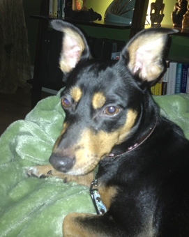 Whit Sox, Manchester Terrier / Dachshund mix