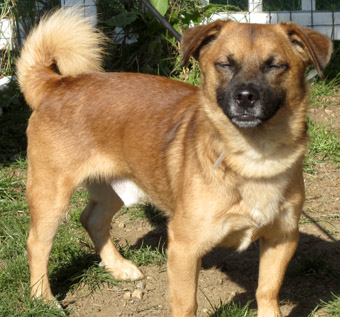 pug mixed with corgi pomeranian corgi mix image search results breeds picture pug mixed with corgi pomeranian corgi mix image search results breeds picture